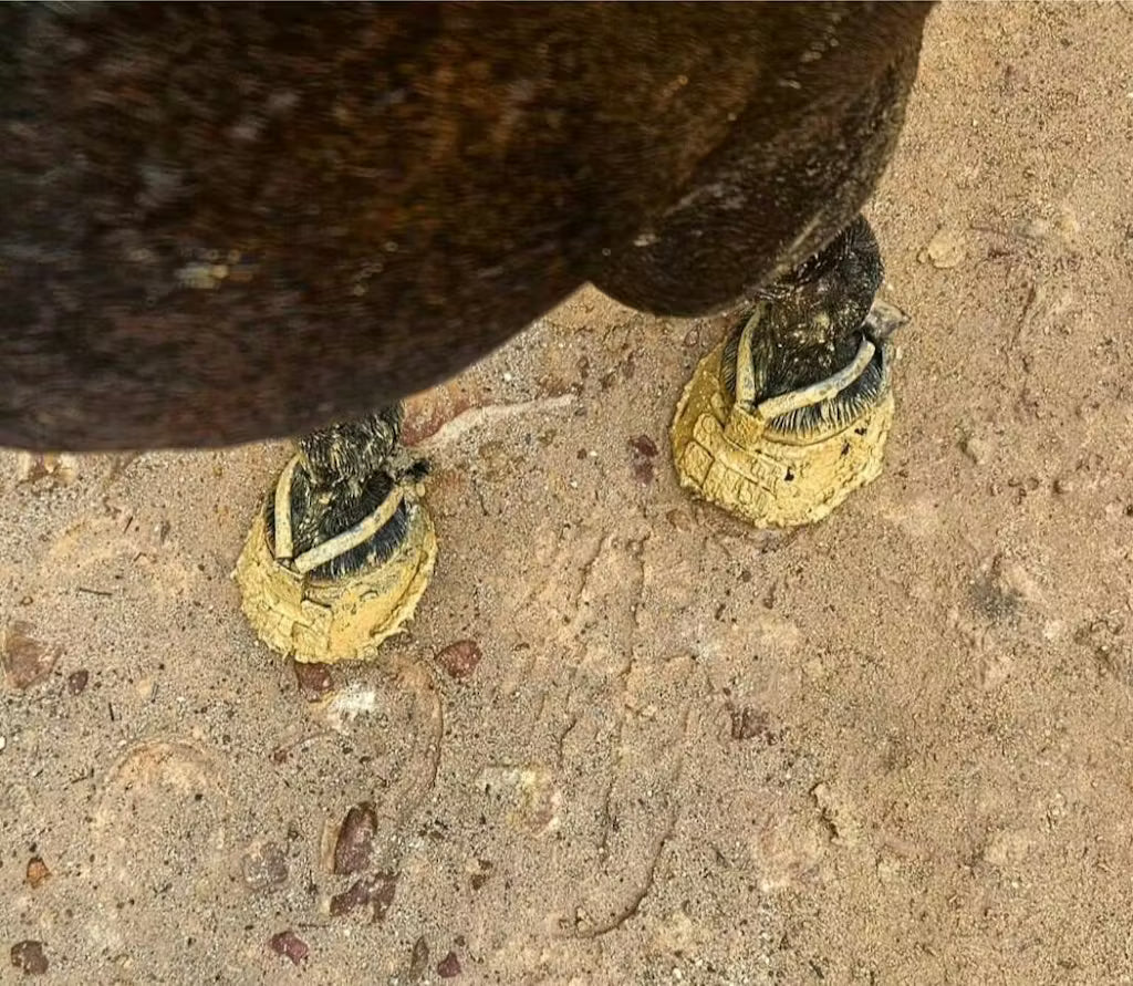 Scoot Boots Classic in muddy conditions